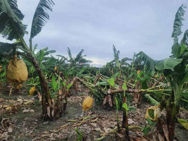 强颱轩岚诺来袭，台东瞬间风力达8级，果园倒成一片，蕉农嘆血本无归。（读者提供／蔡旻妤台东传真）
