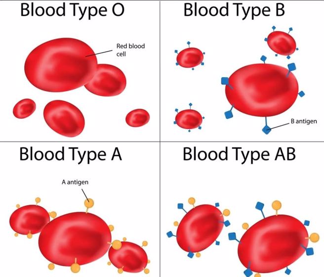 血型的成因，红血球表面A抗原就是A型血，B抗原就是B型血，具备AB两种抗原就是AB型血，不具抗原就是O型血。(图/NewAtlas)