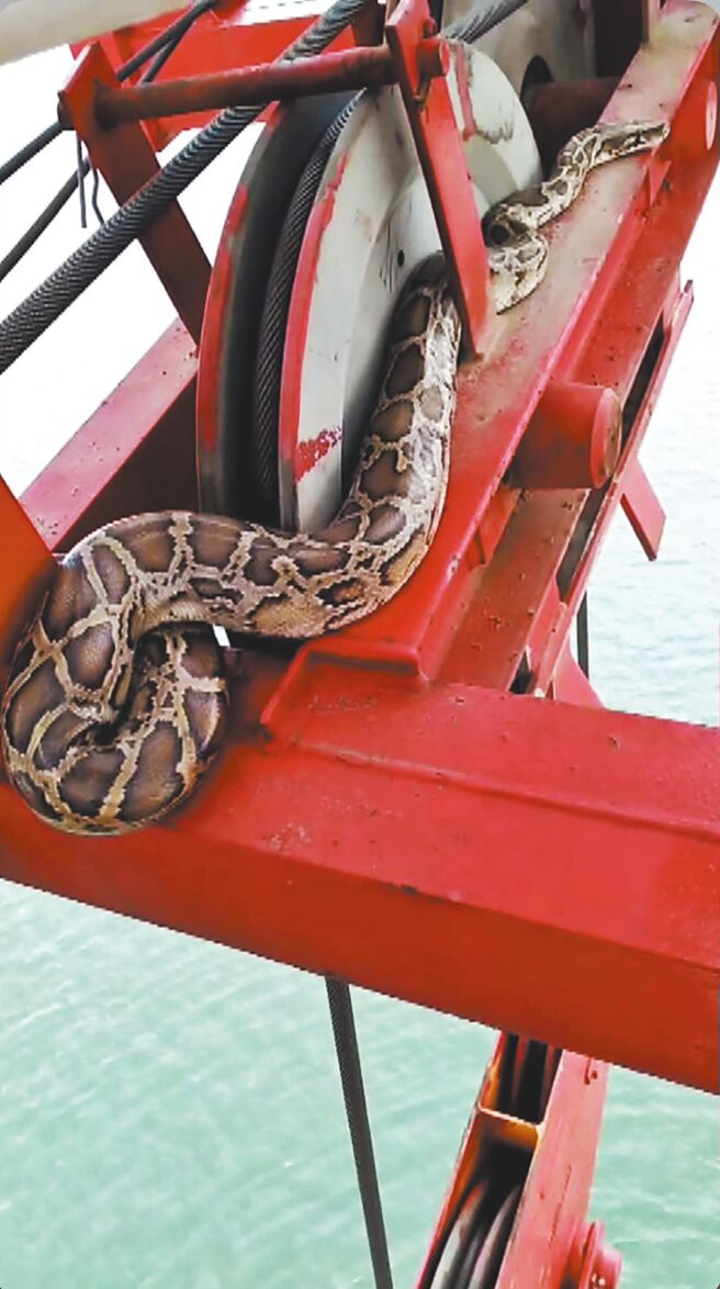 長逾3公尺的緬甸蟒出現在施工中的金門大橋，引起鄉親好奇議論。（本報資料照片／民眾提供）