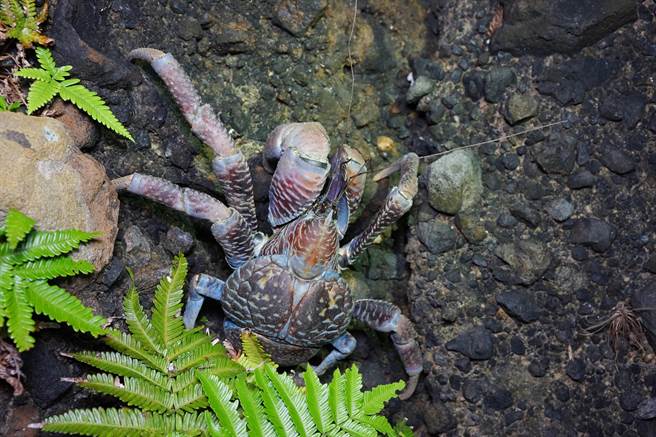 海保署提醒民眾，椰子蟹（图）为保育类物种，食用将会受罚。（海保署提供／林瑞益高雄传真）