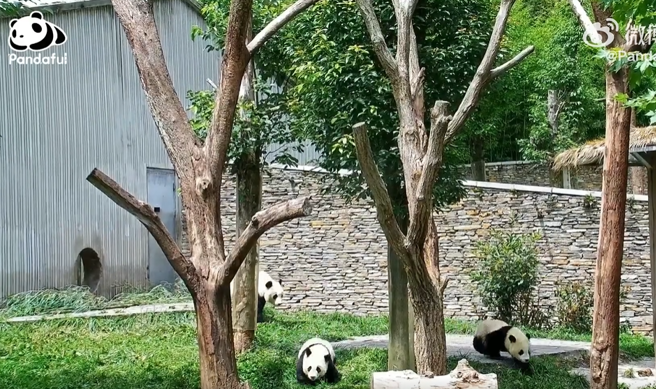 猫熊妈「冰冰」被四川6.8级地震吓坏，赶紧带着2名幼崽逃难，动作迅速让网友看了非常惊讶。(图翻摄自微博/Pandaful熊猫社区)