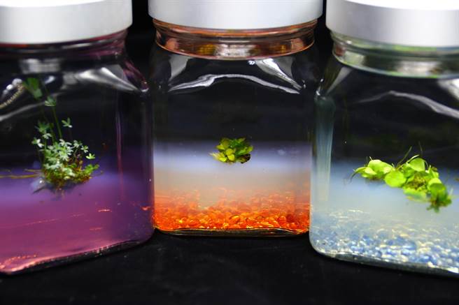 疗育无菌水草瓶适合都市室内环境摆设，如卧室、客厅、办公室、商业场所等，尤其适合忙碌无暇照顾水生植物之民眾疗育观赏，配合不同顏色光源照射更显动人风貌，具有极高吸引力。（台东场提供）