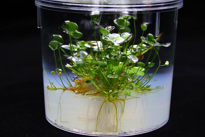 台东场表示，疗育无菌水草瓶目前市面商品处于起步阶段，相关业者预估潜在产值约2000万元，未来具有极高成长潜力。（台东场提供）