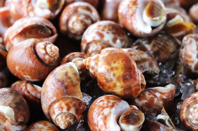 泰國一名男童太晚來到餐桌上，導致他沒有肉可以吃，無奈只能吃鳳螺果腹，豈料卻因禍得福，咬到稀有的美樂珠。(示意圖/達志影像)