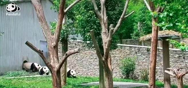 瀘定地震瞬間，母貓熊帶著2孩飛奔室外避險。（圖：中國貓熊保護研究中心臥龍神樹坪基地）