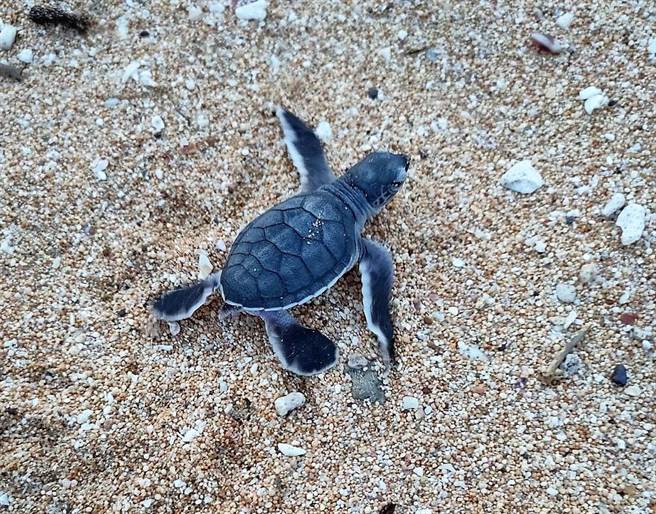 長瀨沙灘產下保護區第六窩海龜寶寶，歷經51天的孵化時間，於2日晚上10時17分有68隻小海龜順利爬出卵窩奔向大海。（澎湖農漁局提供）