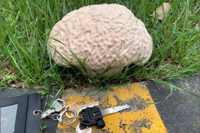 他PO文告诉网友们：「大脑很重要，如果没有的话，草丛里有先将就用物体」，贴文一出，引起热议。（图／路上观察学院）