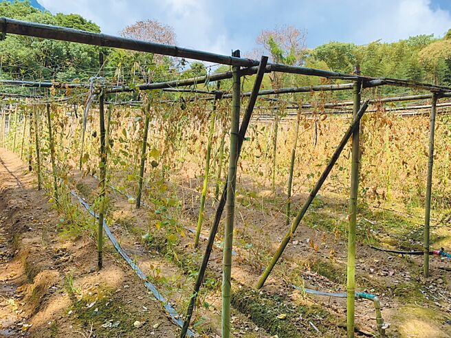 花莲县秀林乡种植的姜、四季豆及苦瓜等作物因7月高温缺水，出现植株叶面乾枯、生长受阻或落花、落果现象，损害程度均为30％，预估总受损产值达130万元。（花莲县政府提供／罗亦晽花莲传真）
