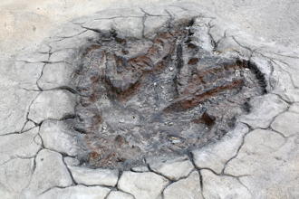 沙漠布滿恐龍足跡 專家驚見上千腳印 罕見畫面曝