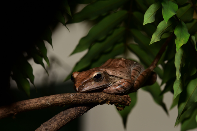 南非特有物種「黑雨蛙」，外表像是一顆酪梨，還擁有下垂的嘴角，表情看起來非常憂鬱。(示意圖並非黑雨蛙/達志影像)