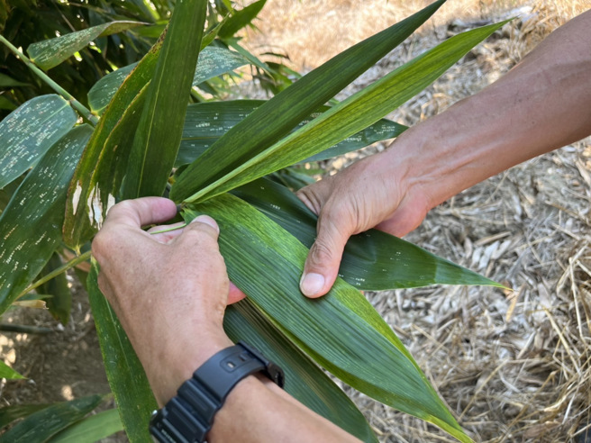 利用排放水澆灌的竹筍，每支平均都較未澆灌的增加2至3兩，竹葉生長狀況明顯更健康翠綠。(新北市農業局提供)