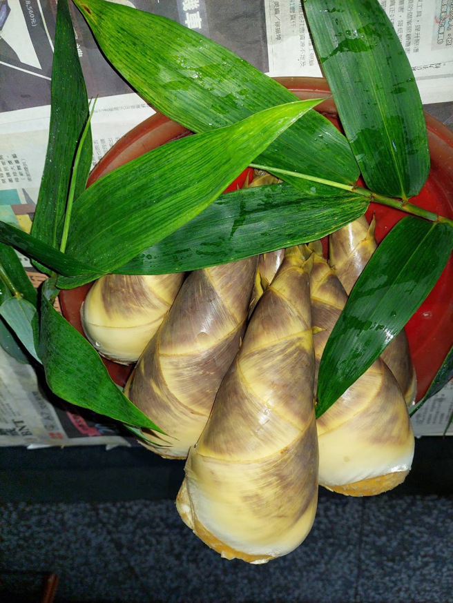 利用排放水澆灌的竹筍，每支平均都較未澆灌的增加2至3兩，竹葉生長狀況明顯更健康翠綠。(新北市農業局提供)