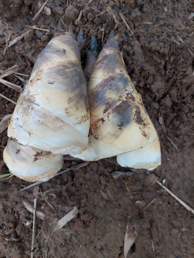 因有畜牧場排放水的澆灌，筍農不但高枕無憂，綠竹筍產量高出3成，所產綠竹筍鮮嫩甜脆。(新北市農業局提供)