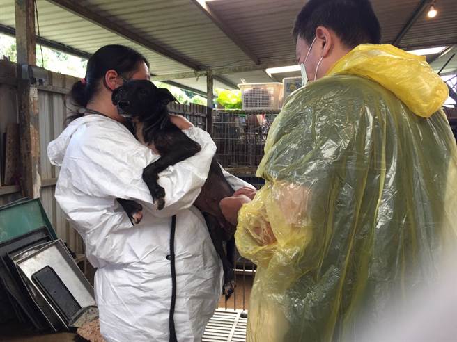 动保处兽医师与与兽医师公会合作，实施全面健康检查。（动保处提供／蔡明亘桃园传真）