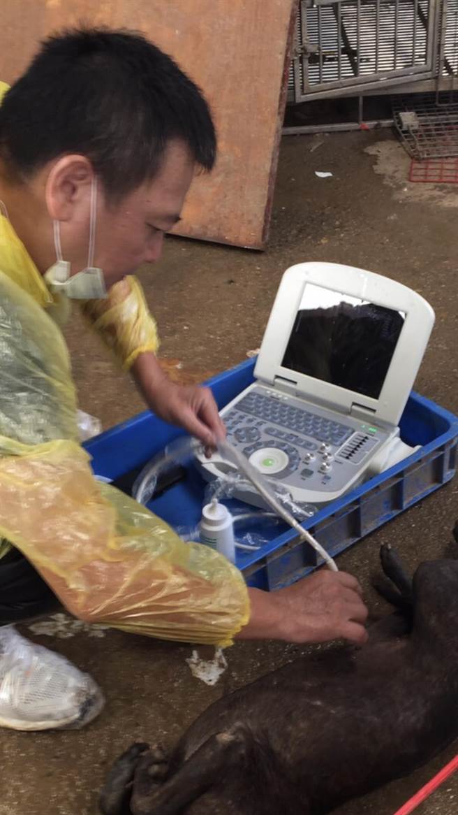 动保处以携带式超音波扫描仪为犬只健诊。（动保处提供／蔡明亘桃园传真）