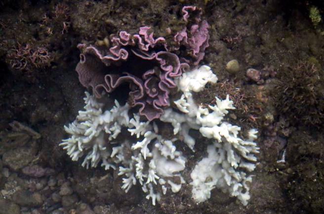 近几年绿岛、兰屿和台东沿海珊瑚白化情况加剧，专家研究，除全球普遍温度升高的影响外，近几年颱风侵袭台湾变少，也导致台东海底温度升高，造成珊瑚白化。图为杉原海水浴场南侧潮间带、亚潮带珊瑚。（图/ 中央社）