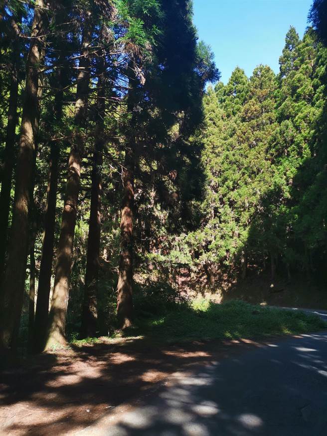 苗栗县泰安乡观雾国家森林游乐区拥有多条森林步道。（谢明俊摄）