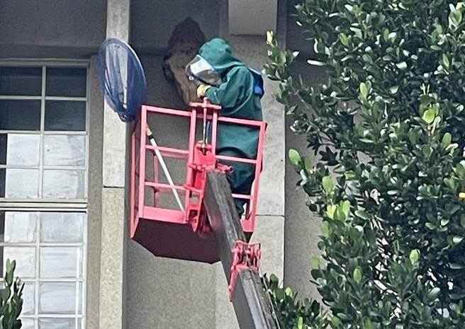 新北市瑞芳区一名年约60多岁郑姓男子捕蜂时，头部不慎遭蜜蜂螫伤，目前意识不清。（读者提供／陈彩玲基隆传真）