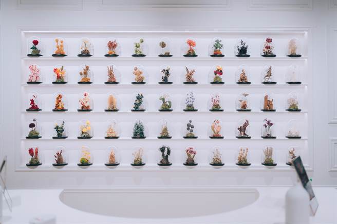 萃香师学堂植萃打卡墙 。（佐登妮丝提供）