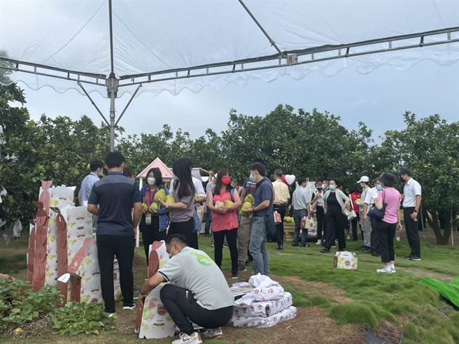 务部新北、花莲地检署人员也来参访，体验採收红文旦的乐趣，离开前还不忘打包带回与亲友分享。（李俊淇摄）