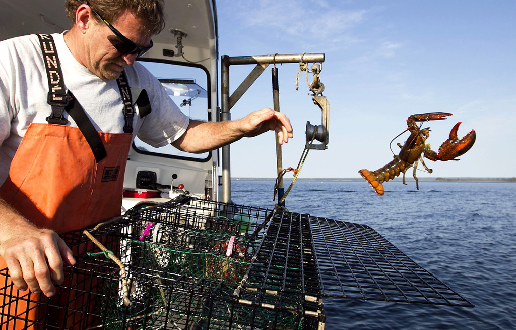 美国加州蒙特瑞湾水族馆将东岸新英格兰地区出产的龙虾及部分其他海洋生物列为建议「避免」的海鲜，认为捕捞龙虾所使用的设备会缠绕北大西洋露嵴鲸。图为缅因州渔夫将体型不符的龙虾放回海里。（资料照／美联社）(photo:ChinaTimes)