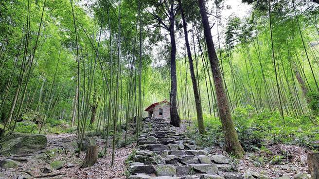 幽静雅致的八仙山竹林，徜徉疗癒森林之美。（东势林管处提供）