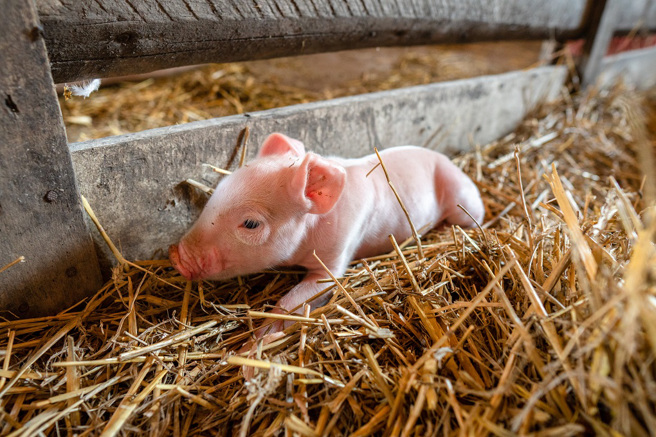 近日有一只畸形小猪在菲律宾诞生，除了原本的猪鼻子外，牠的前额还长了一根「象鼻」。(示意图/达志影像)
