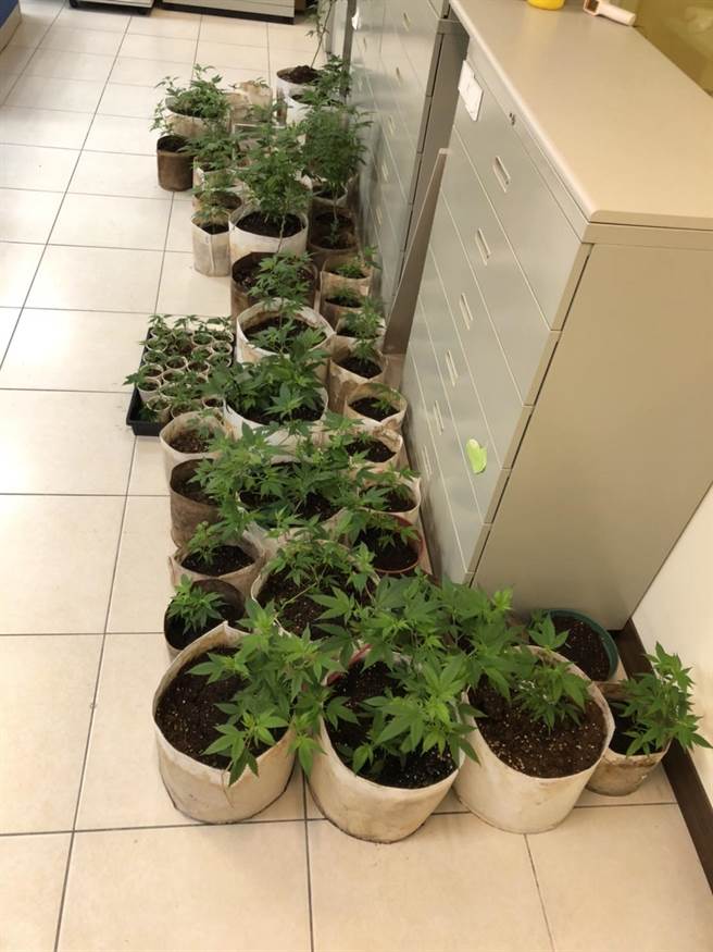 警方查扣现场大麻植株76盆。（警方提供／李奇叡新北传真）