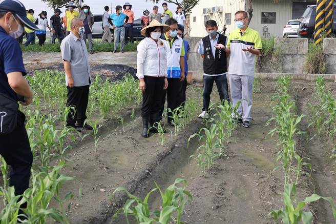 云林县高粱、硬质玉米发芽率不佳，云林县长张丽善（前左三）呼吁中央补助。（云林县政府提供／张朝欣云林传真）
