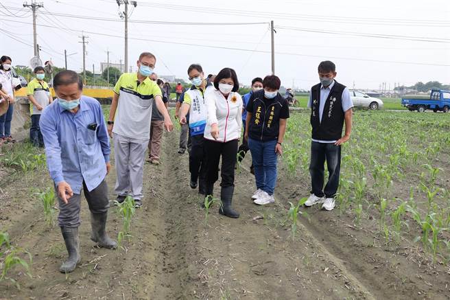 云林县高粱、硬质玉米发芽率不佳，云林县长张丽善（前右三）呼吁中央补助。（云林县政府提供／张朝欣云林传真）