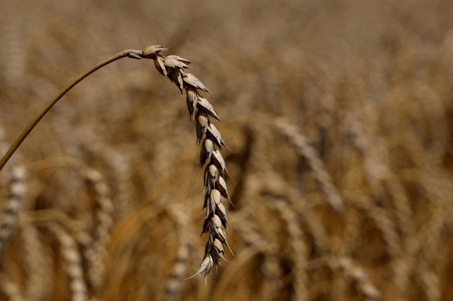 分析显示全球暖化在2045年之前，让作物枯萎的高温不仅会危及农业工作者的健康，也可能威胁到64个主要经济体的农业。（图／路透社）