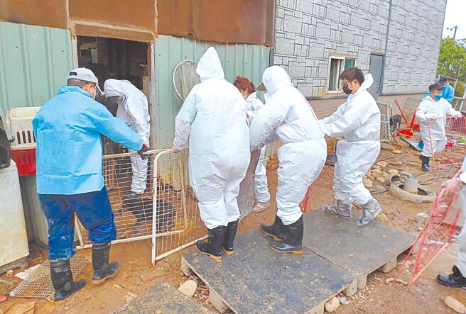 桃园市观音区李姓爱妈狗园爆发不当饲养案，桃市府动保处目前已介入实际管理，后续将办理送养，盼逐渐减少园内犬只数量。（动保处提供／蔡明亘桃园传真）