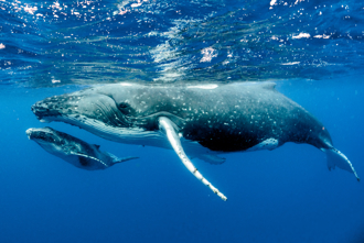 母座頭鯨遭5雄鯨狂追 逼「多人運動」 竟是海豚解圍