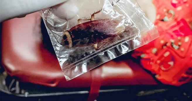 泰國北碧府一名女子3日在睡覺時，突然遭到一隻拇指大的蟑螂咬了一口。（圖／翻攝thairath）