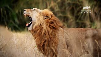 「6公分強壯犬齒」咬穿對手頭骨！獅子張口最大寬度超驚人