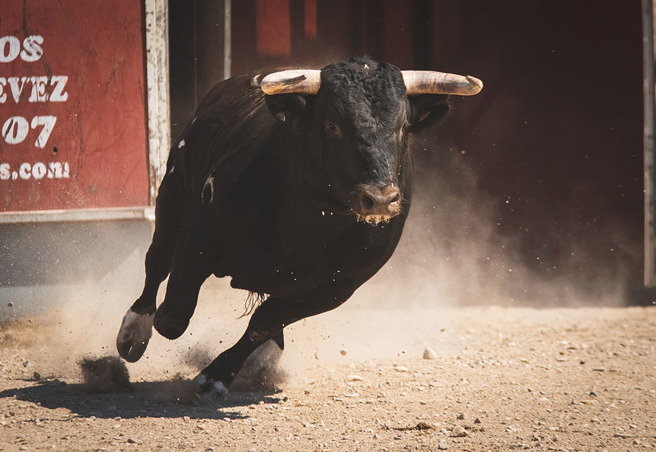 流浪牛只不满遭到攻击，愤而将人顶飞，最终男子经送医后仍宣告不治。（示意图／达志影像）