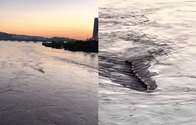 韓國民眾近日在盤浦大橋拍下不明生物。（圖／翻攝自推特）