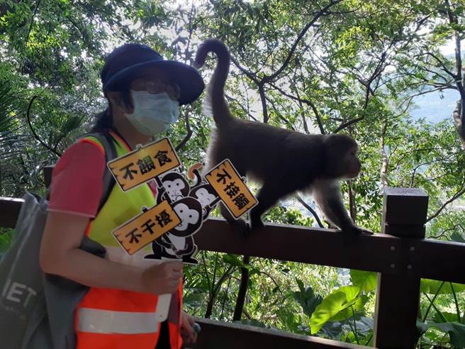 动保处与自然步道协会合作将「猴临猴现，猴厉害」户外解说，制成线上图文课程。（动保处提供／张芷瑜台北传真）