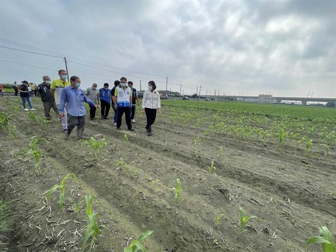 云林县高铁沿线4乡镇中央及县府都鼓励转作旱作，图为高铁沿线土库镇的高粱田。（周丽兰摄）