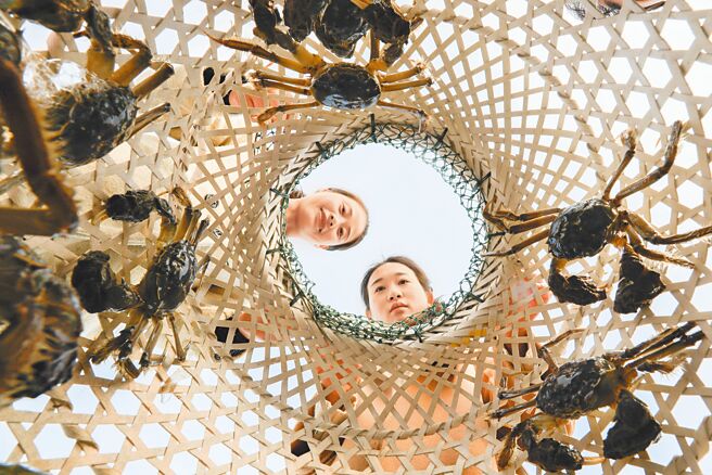 今年大闸蟹普遍长得慢，大部分还没完全成熟，预计10月15日才能集中上市。（新华社）