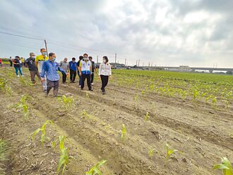 雲林高鐵沿線4鄉鎮 農田恢復節水獎勵