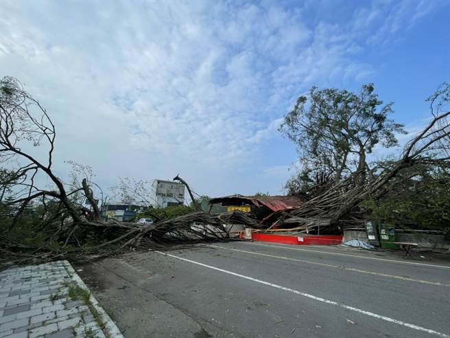 南投市一棵20米老榕树疑因根部腐败，突然裂成两半倾倒。（陈淑娥摄）