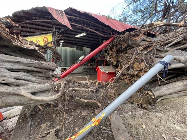 南投市一棵20米老榕树疑因根部腐败，突然裂成两半倾倒。（陈淑娥摄）