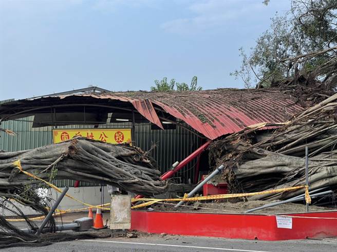 南投市一棵20米老榕树疑因根部腐败，突然裂成两半倾倒。（陈淑娥摄）