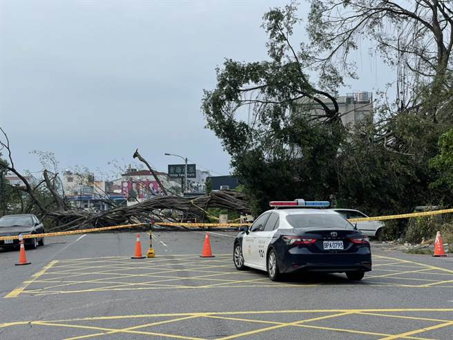 南投市一棵20米老榕树疑因根部腐败，突然裂成两半倾倒。（陈淑娥摄）