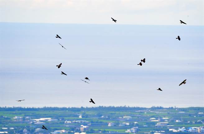 迁移性猛禽赤腹鹰陆续过境，台东四格山可看到鹰群盘旋，是绝佳的赏鹰据点。（庄哲权摄）
