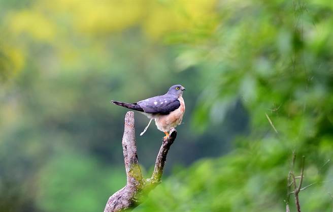 迁移性猛禽赤腹鹰陆续过境，台东四格山可看到鹰群盘旋，是绝佳的赏鹰据点。（庄哲权摄）