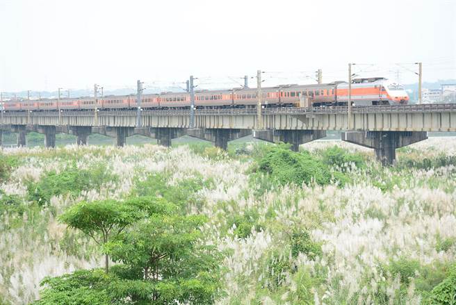 高屏溪畔甜根子草随风摇曳，像是覆上一层白雪般的秋季限定美景。（林和生摄）