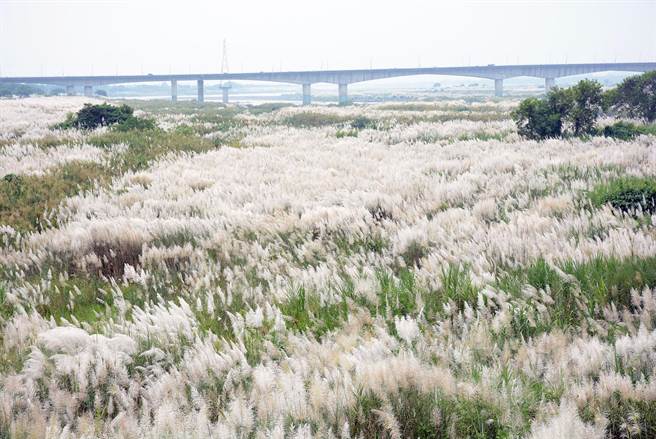 甜根子为高屏溪畔抹上一道白，犹如大地预告秋天已经悄悄到来。（林和生摄）