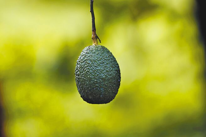 澳、紐酪梨供過於求圖╱美聯社